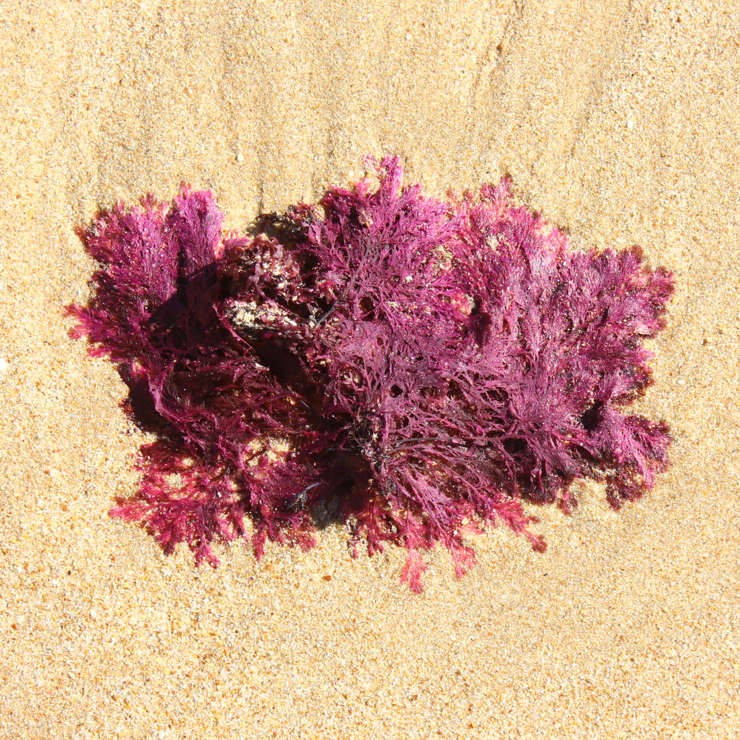 Cuidado capilar con extractos de algas marinas | Casa del Estilista